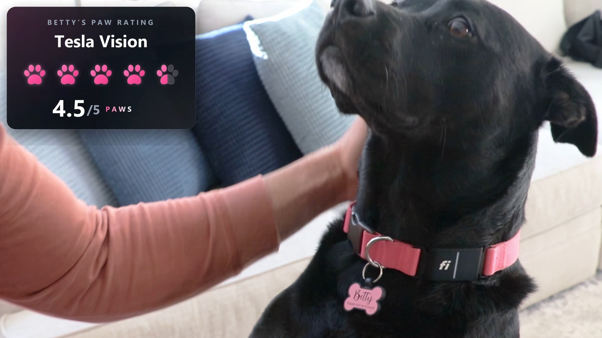 Betty's paw rating: 4.5 out of 5