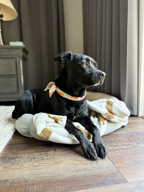 Betty (our dog)
